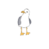 Œil latéral grandiloquent - Mouette
