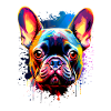 Fransk bulldog farverig