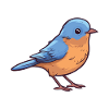 Eastern Bluebird Cartoon Kawaii Illustration