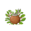 Yerba mate