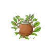 Yerba mate tea