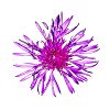pink blossom of a thistle