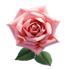 Rose origami naturel