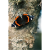 Schmetterling