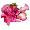 Calla-Lilie