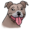 Visage de chien Staffi super heureux