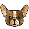 Bouledogue français mignon chiot visage