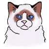 Rag doll Cat face unhappy