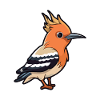 Hoopoe Cartoon Kawaii Aquarelle Illustration