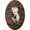 Malteser Hund
