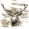 Hirsch