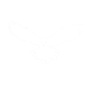 Nachteule Eule Eulen Vogel