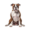 American Bulldog