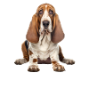 Basset