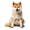 Akita Inu