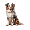 Australian Sheperd