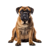 Bullmastiff