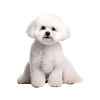 Bichon Frise