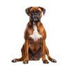 boxer