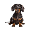 Dachshund_