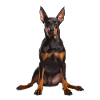 Doberman
