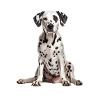 Dalmatian