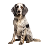 Setter anglais