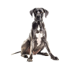 Great Dane