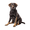Labrador