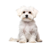 Maltese