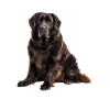 Terre-Neuve-et-Labrador