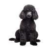 Poodle
