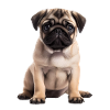 Pug