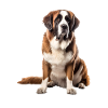 Saint Bernard