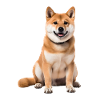 Shiba Inu