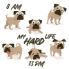 pug