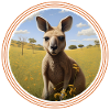Cute kangaroo