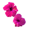 Ibisco, fiore, loto, fiore, floreale, rosa