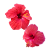 Hibiscus,Flower,Lotus,Flower,Floral,Red