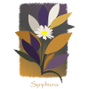 Warm gefärbte Synphonia-Blume