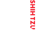 Shih Tzu Us Flag