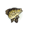 Sunfish Fishing Crappie Fishing