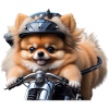 Spitz in miniatura di Pomerania sulla moto - semplice