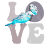 Budgie Budgie Parrot LOVE