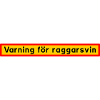 varning för raggarsvin