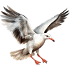 Seagull