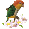 The orange-headed caique