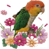 The orange-headed caique
