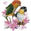 The orange-headed caique