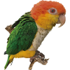 The orange-headed caique